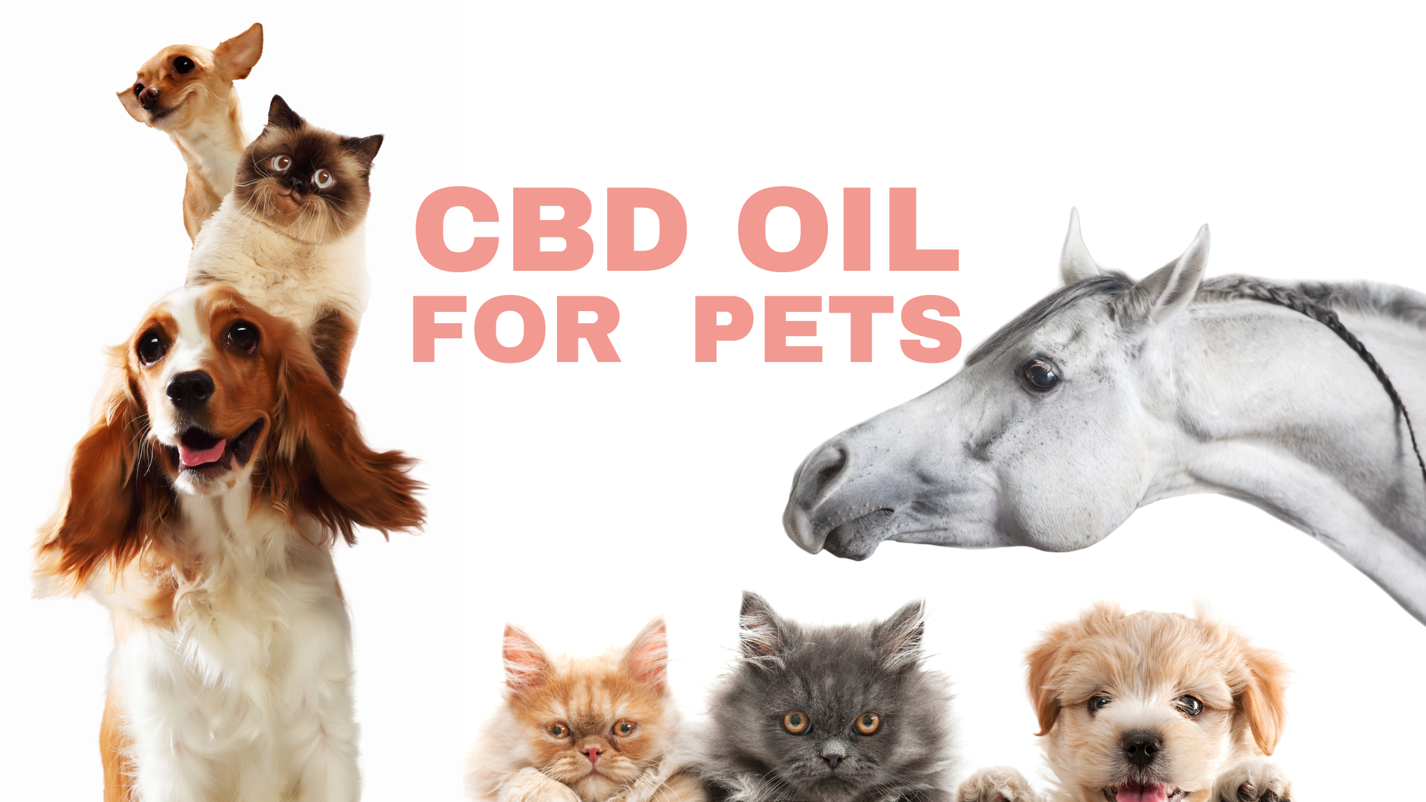 CBD-Öl für Haustiere: Vorteile und Verwendung