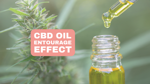 Pochopenie Entourage Effect CBD a terpénov vysvetlené