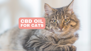 Cbd Oil For Cats