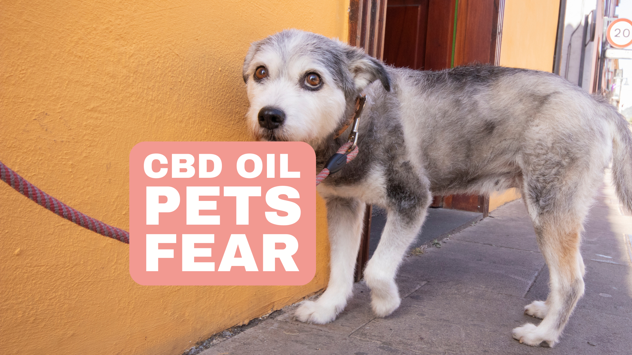 CBD-Öl für Haustiere mit Angst vor Gewittern zur Beruhigung bei schlechtem Wetter