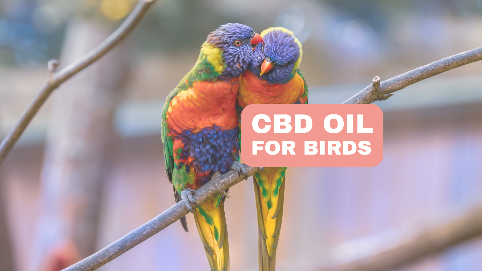 CBD olej pre vtáky