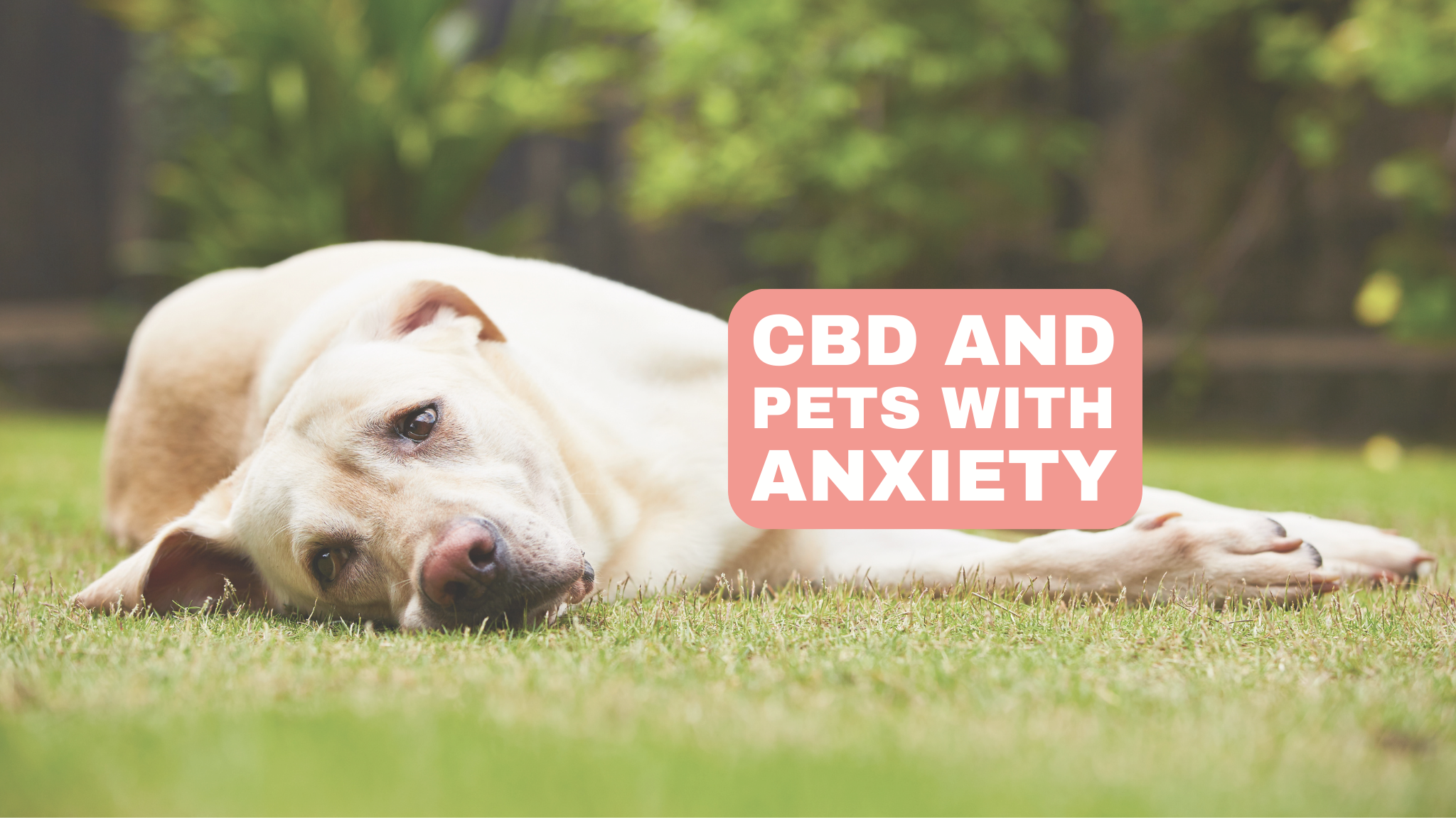 CBD and pets with anxiety: The potential benefits of CBD for pets with anxiety-related disorders such as separation anxiety and noise phobia