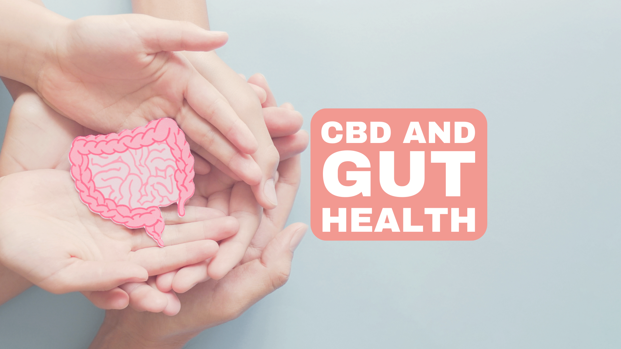 CBD and the Digestive System: A study of the impact of CBD on the digestive system, including its potential for the treatment of inflammatory bowel disease.