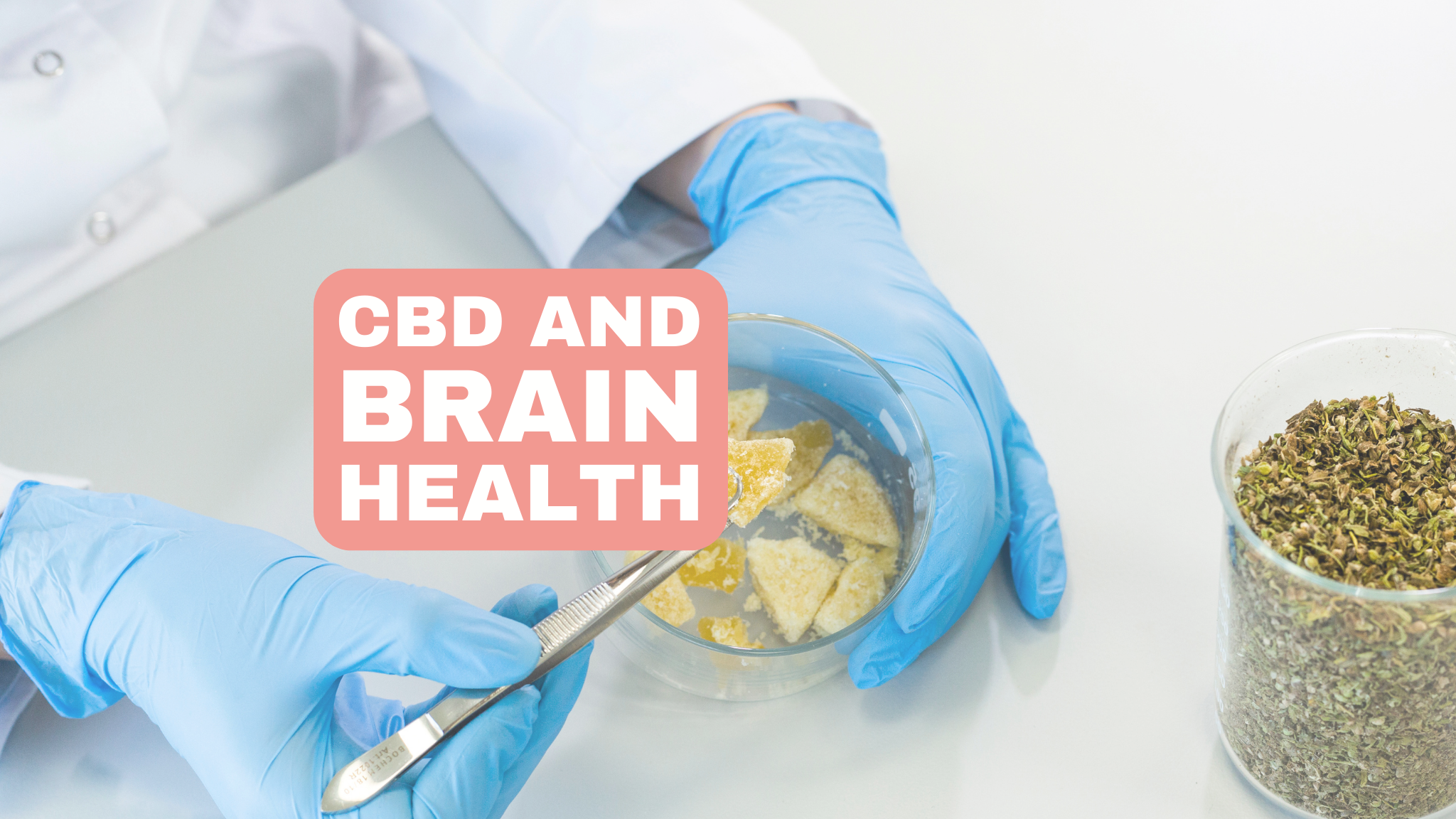 The role of terpenes in CBD products: An exploration of the different terpenes in CBD products and their unique properties and benefits.